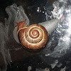 Bourgogne snail