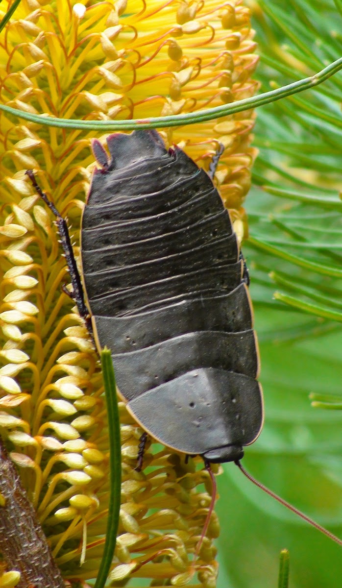 Botany Bay Cockroach