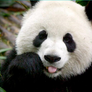 Panda Wallpapers.apk 1.0