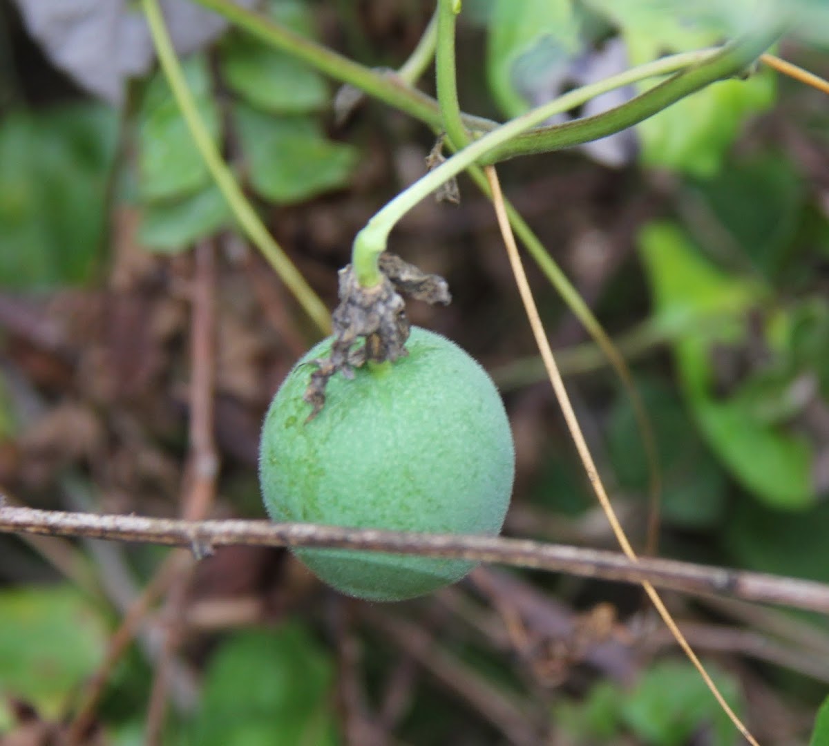 Maypop or passion flower fruit