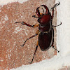Reddish Brown Stag Beetle