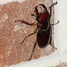 Reddish Brown Stag Beetle