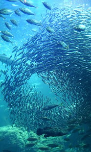 How to download In to the sea wallpaper01 lastet apk for bluestacks