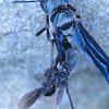 Bee (Trigona sp) attacking a wasp