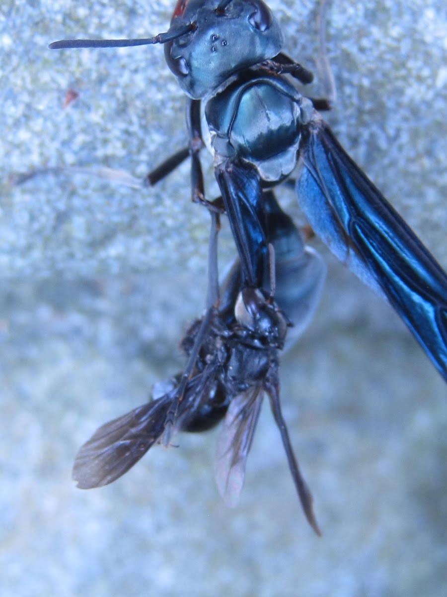 Bee (Trigona sp) attacking a wasp