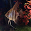 Common freshwater angelfish
