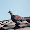 African Rock Pigeon