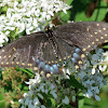 Black swallowtail, female