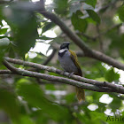 Black-headed Saltator