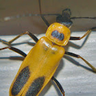 Goldenrod Soldier Beetle