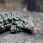 Argentine Black and White Tegu