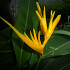 Yellow heliconia