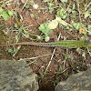 Dalmatian Wall Lizard / Krška gušterica