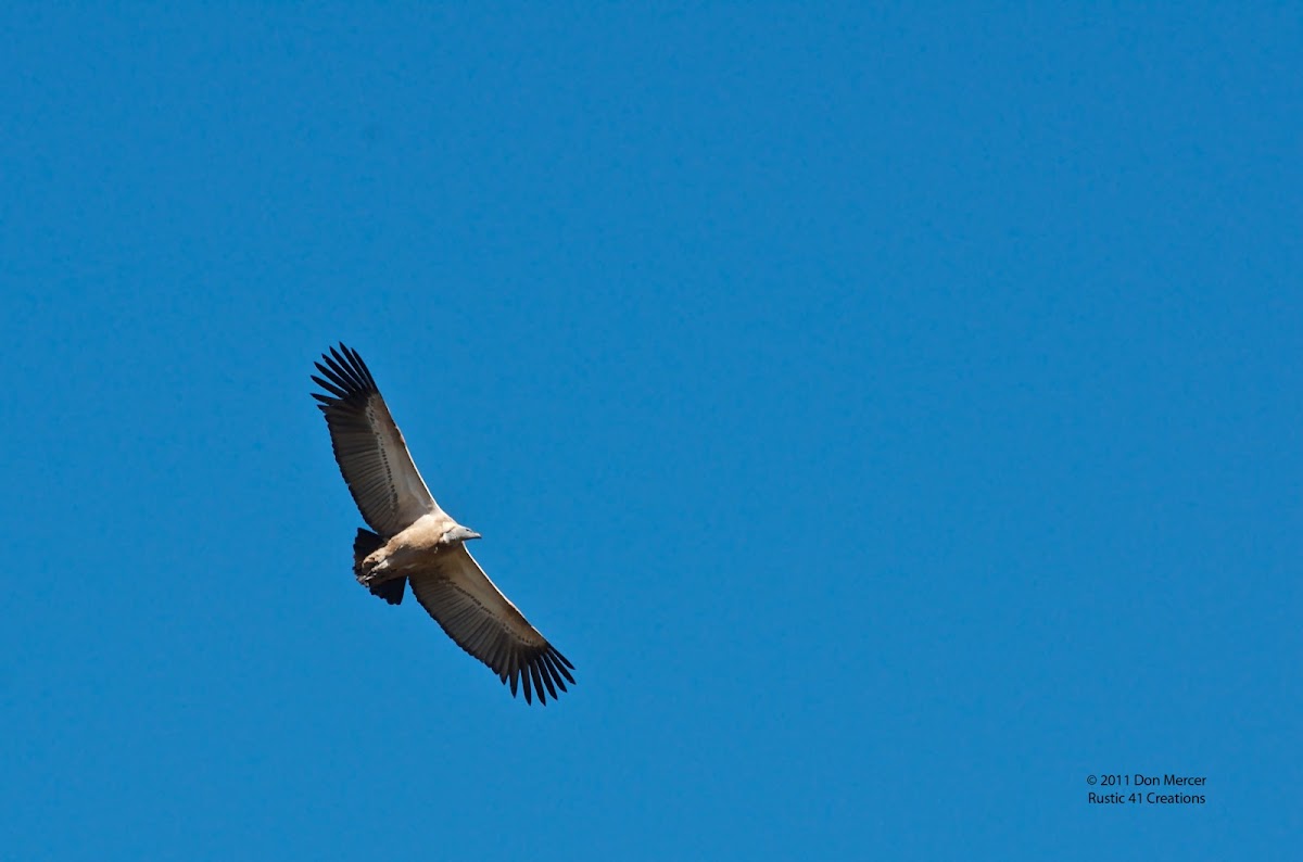 Cape vulture