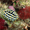 Maldives Sea Slug