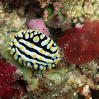 Maldives Sea Slug
