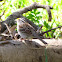 White-throated Sparrow