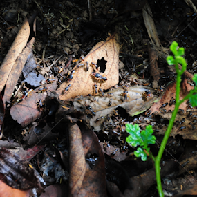 by Shahrul Izzat - Animals Insects & Spiders