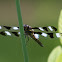 Twelve-Spotted Skimmer