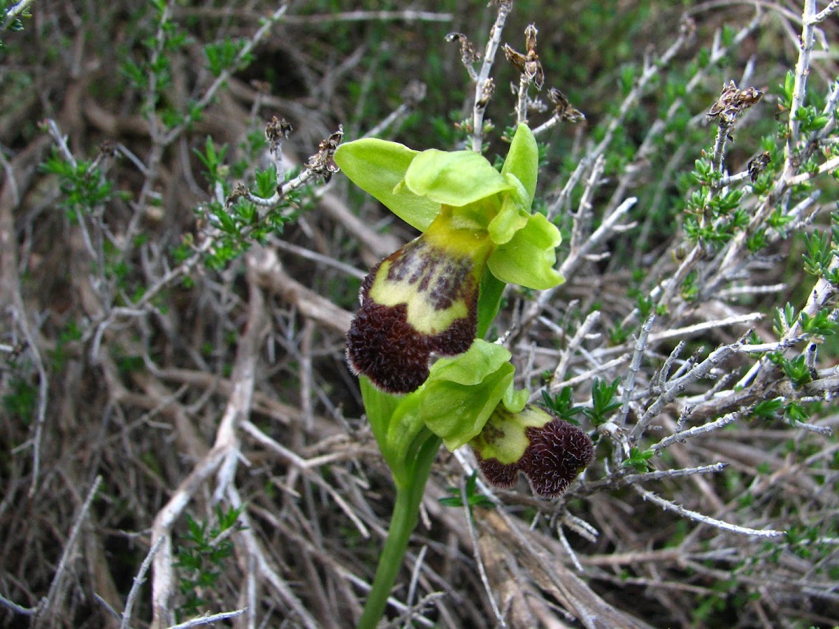 Omega Ophrys