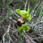 Omega Ophrys