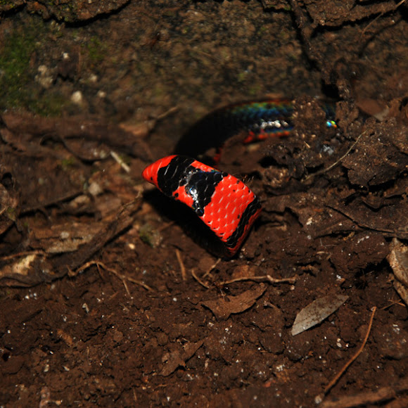 Pipe Snake Project Noah