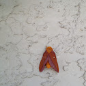 Orange-tipped oakworm moth