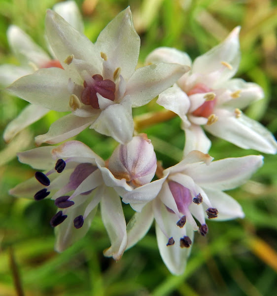 Spring squill Project Noah