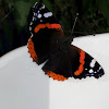 Red Admiral