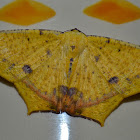 Geometrid Moth