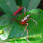 White Lynx Spider