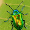 Dogbane Leaf Beetle
