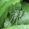 Great Green Bush-Cricket (Grote groene sabelsprinkhaan)