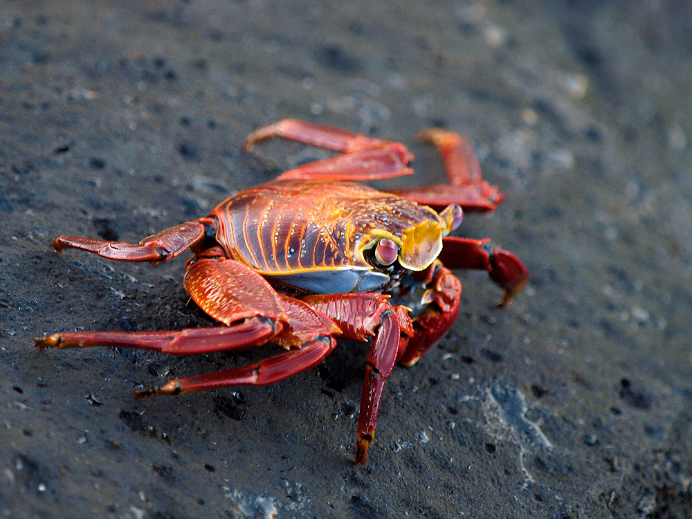 Zayapa (Red Rock Crab)
