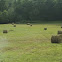 round hay bales