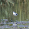 Avocet; Avoceta