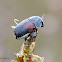 Case-bearing Leaf Beetle