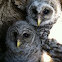 Barred Owls