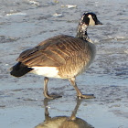 Canada Goose