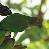 Red-cheeked Parrot