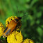 Goldenrod soldier beetle