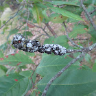 Gall tree disease