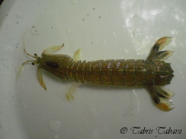 Mantis shrimp or stomatopods