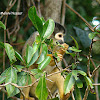 Macaco-de-cheiro-da-cara-preta (Black-faced Squirrel Monkey))