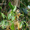 Macaco-de-cheiro-da-cara-preta (Black-faced Squirrel Monkey))