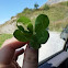 5 leafed clover