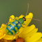 Banded Cucumber Beetle