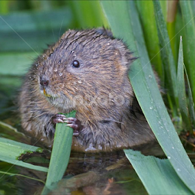 Spent 3.5 hours with the Water Voles this afternoon and was rewarded with  some good pictures.  Very pleased with this one as they don't usually come in front of the reeds.  These voles are in a residential area of Swindon on part of the River Ray.  They are fairly tolerant of people as the area is used regularly by dog walkers and is quite near a school. by Marlene Finlayson - Animals Other Mammals