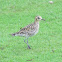 Black billed plover