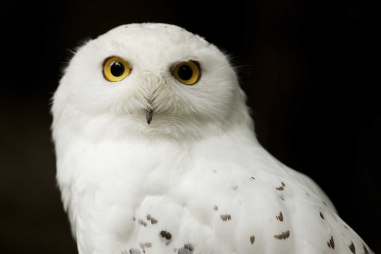 The cool gaze of the snowy owl at the  Zoo Sauvage de St-Felicien in Quebec, Canada.